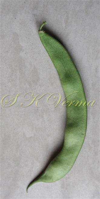  Young Legume